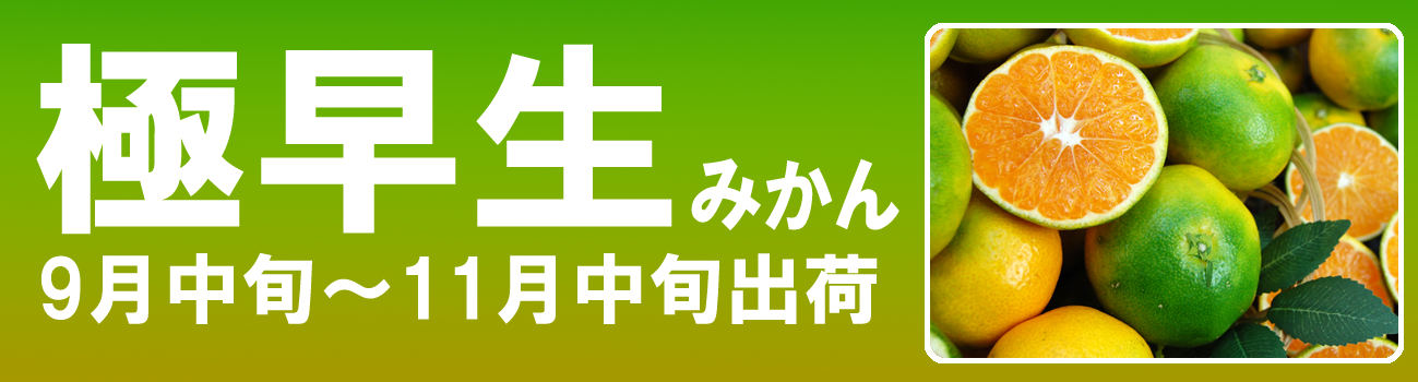 愛媛だいすけ果樹園　愛媛県産　極早生みかん