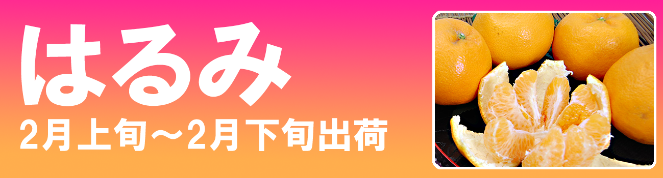 愛媛だいすけ果樹園　愛媛県産　はるみ