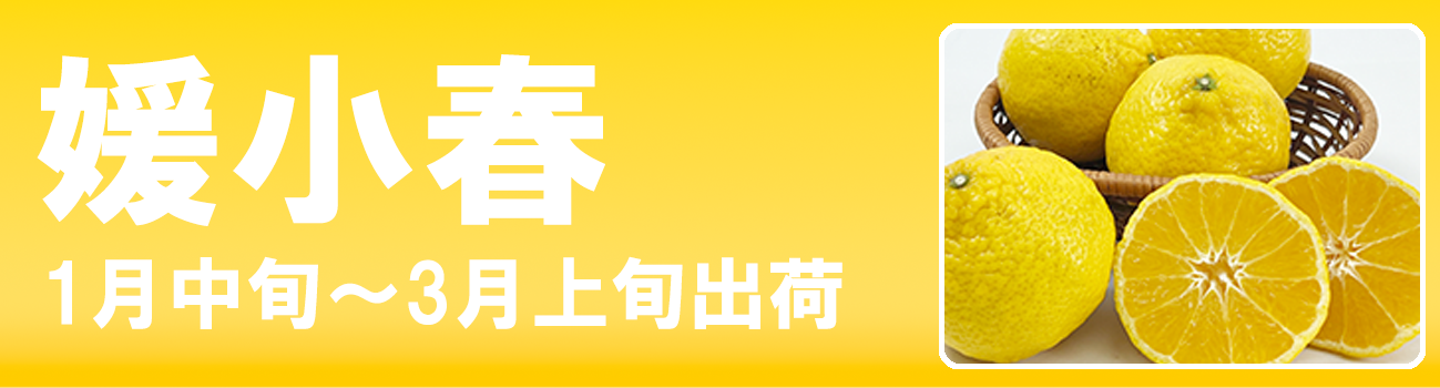 愛媛だいすけ果樹園　媛小春（ひめこはる）