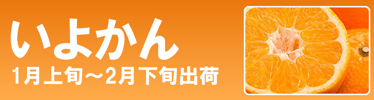 愛媛だいすけ果樹園　愛媛県産　みやうちいよかん