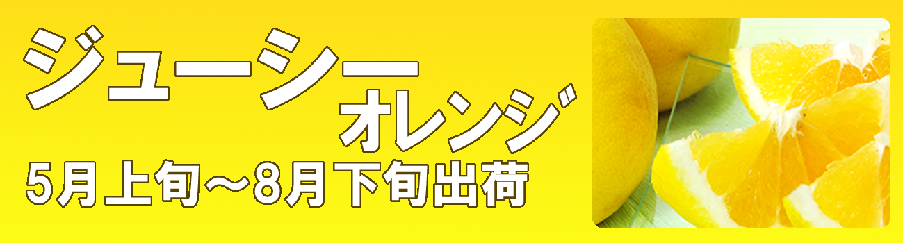 愛媛だいすけ果樹園　ジューシーオレンジ