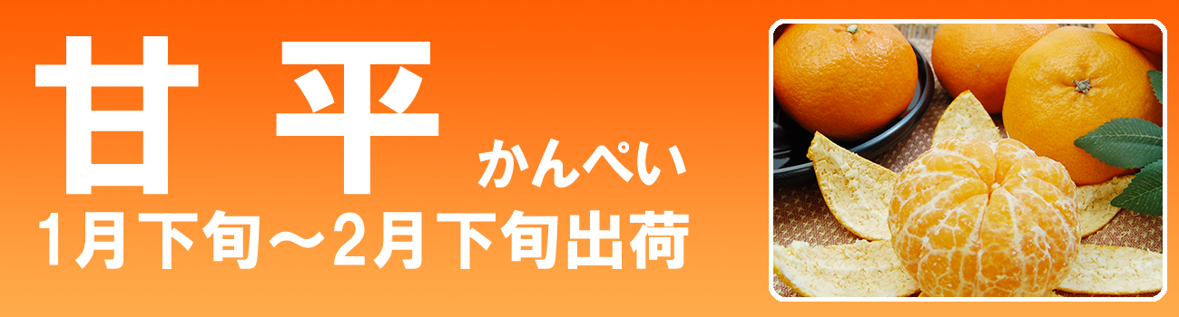 愛媛だいすけ果樹園　愛媛県産　甘平（かんぺい）