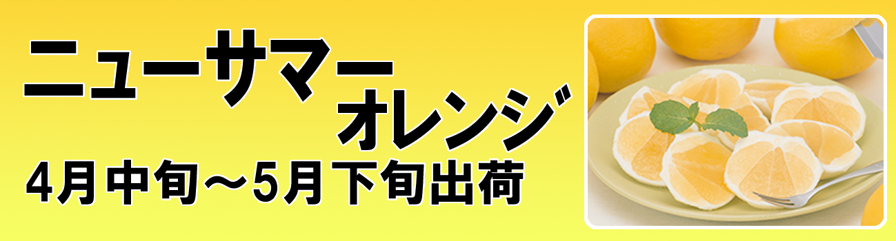 愛媛だいすけ果樹園　ニューサマーオレンジ