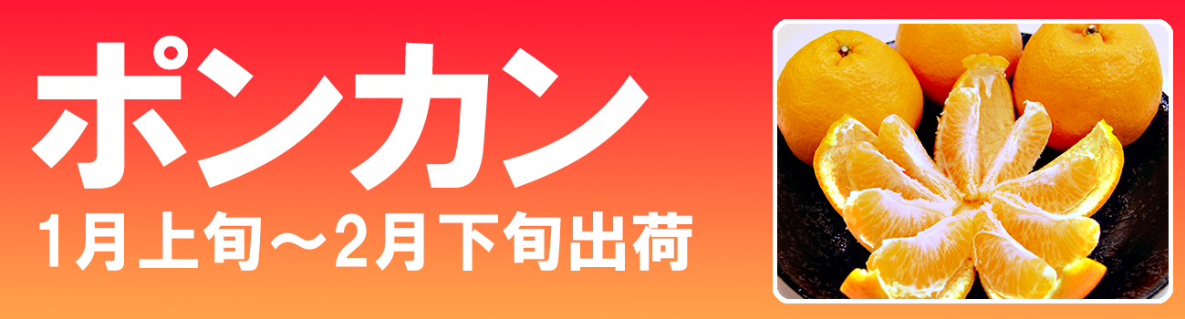 愛媛だいすけ果樹園　愛媛県産　ポンカン