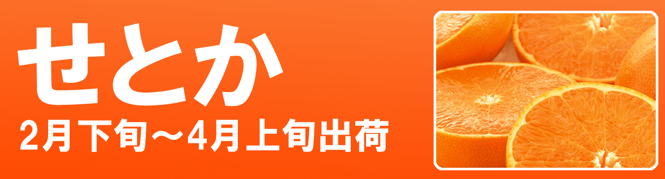 愛媛だいすけ果樹園　せとか