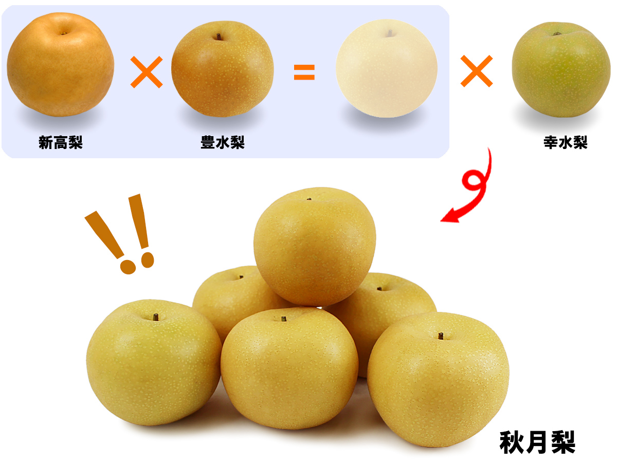愛媛県産 秋月梨（あきづきなし）