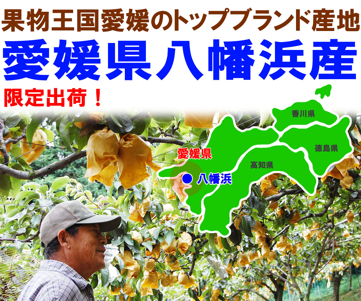 愛媛県産 秋月梨（あきづきなし）