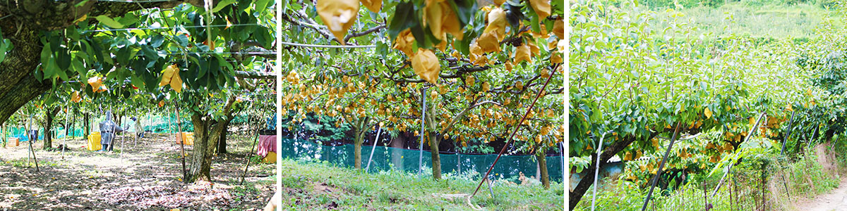愛媛県産 秋月梨（あきづきなし）