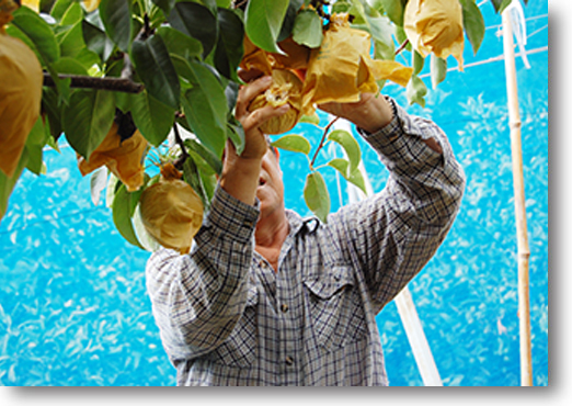 愛媛県産 秋月梨（あきづきなし）