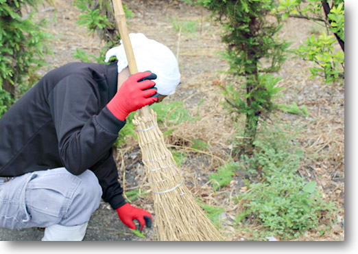 愛媛県産 秋月梨（あきづきなし）