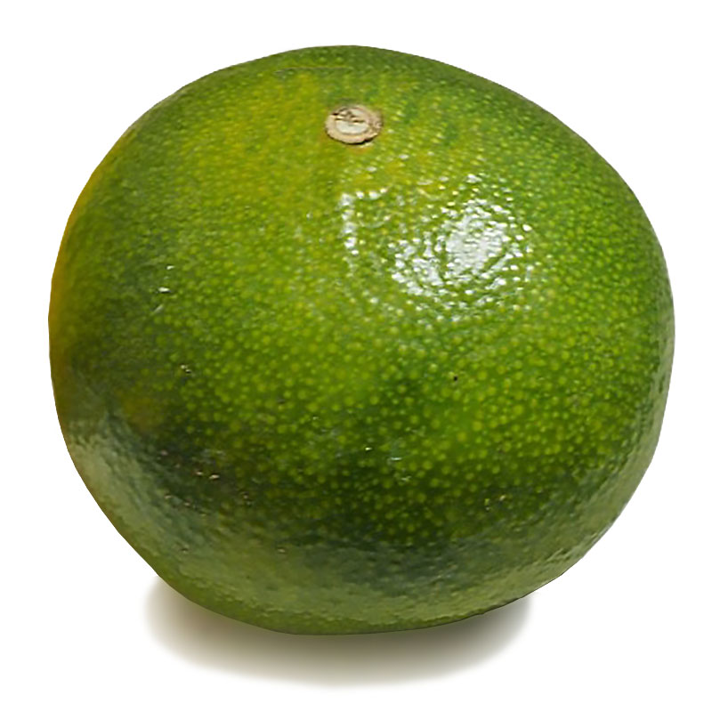 愛媛県産 あおぎりみかん