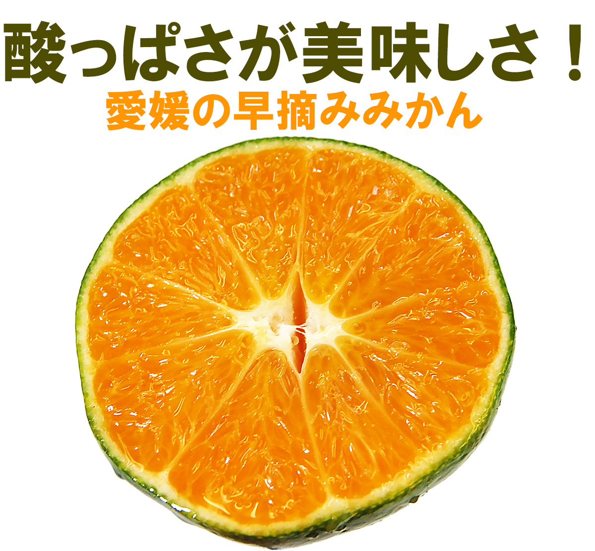 愛媛県産 あおぎりみかん