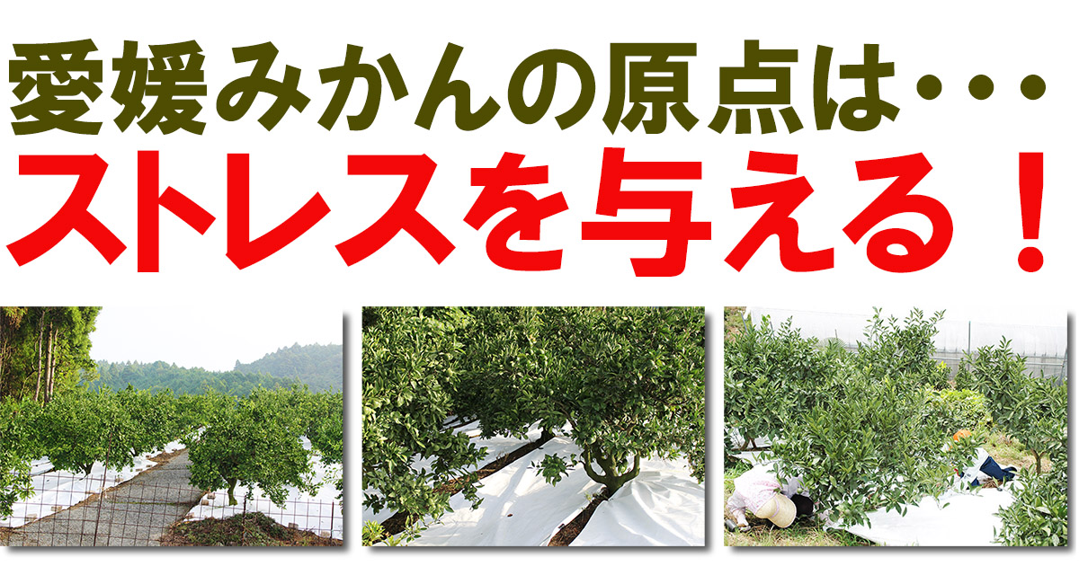 愛媛県産 あおぎりみかん