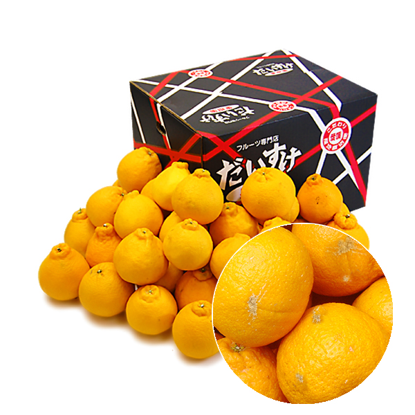 デコすけ（不知火・デコポン） キズキズ君10ｋｇ