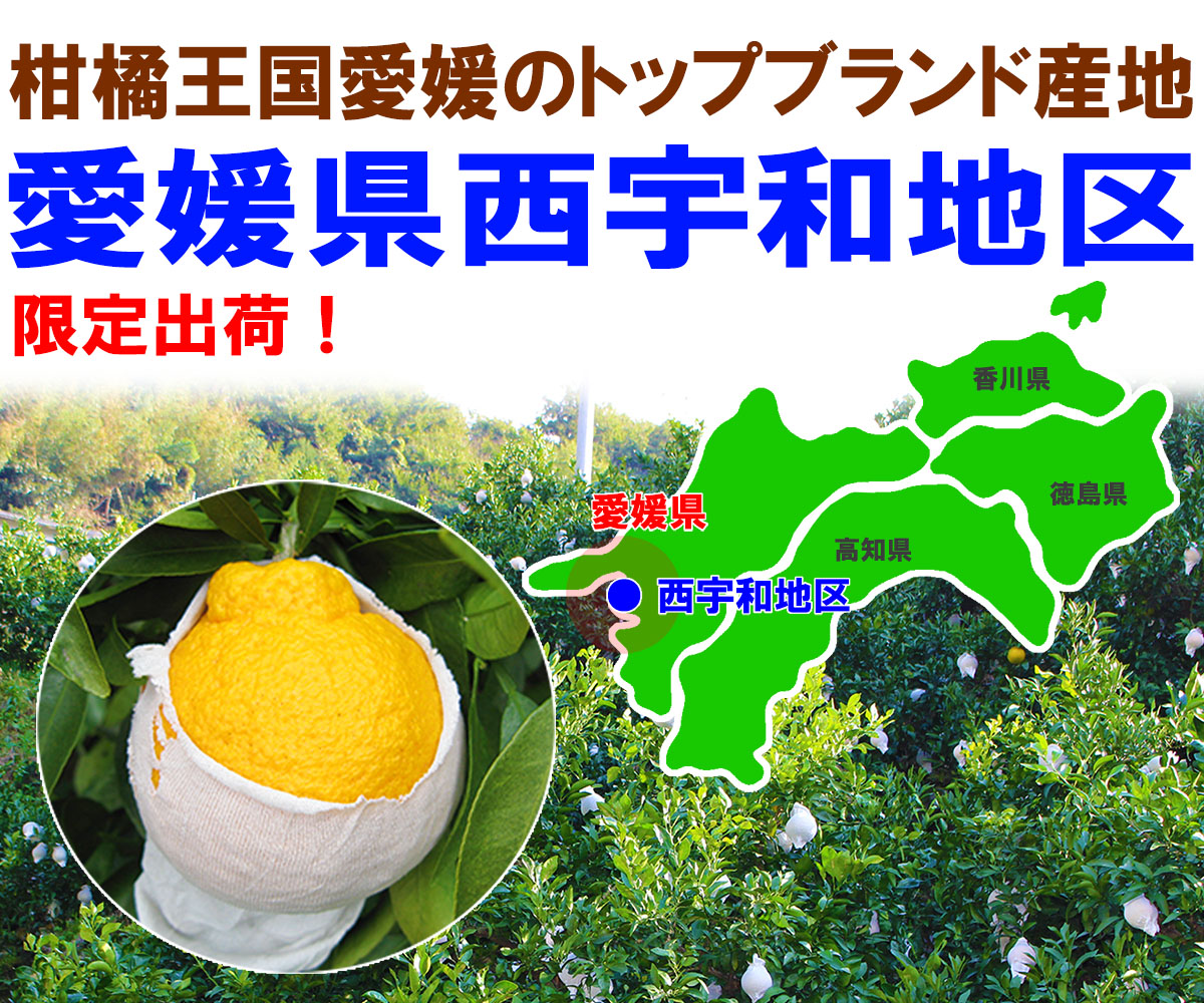 愛媛県産 デコすけ（不知火）