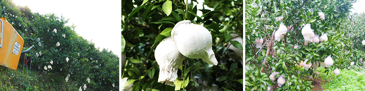 愛媛県産 デコすけ（不知火）