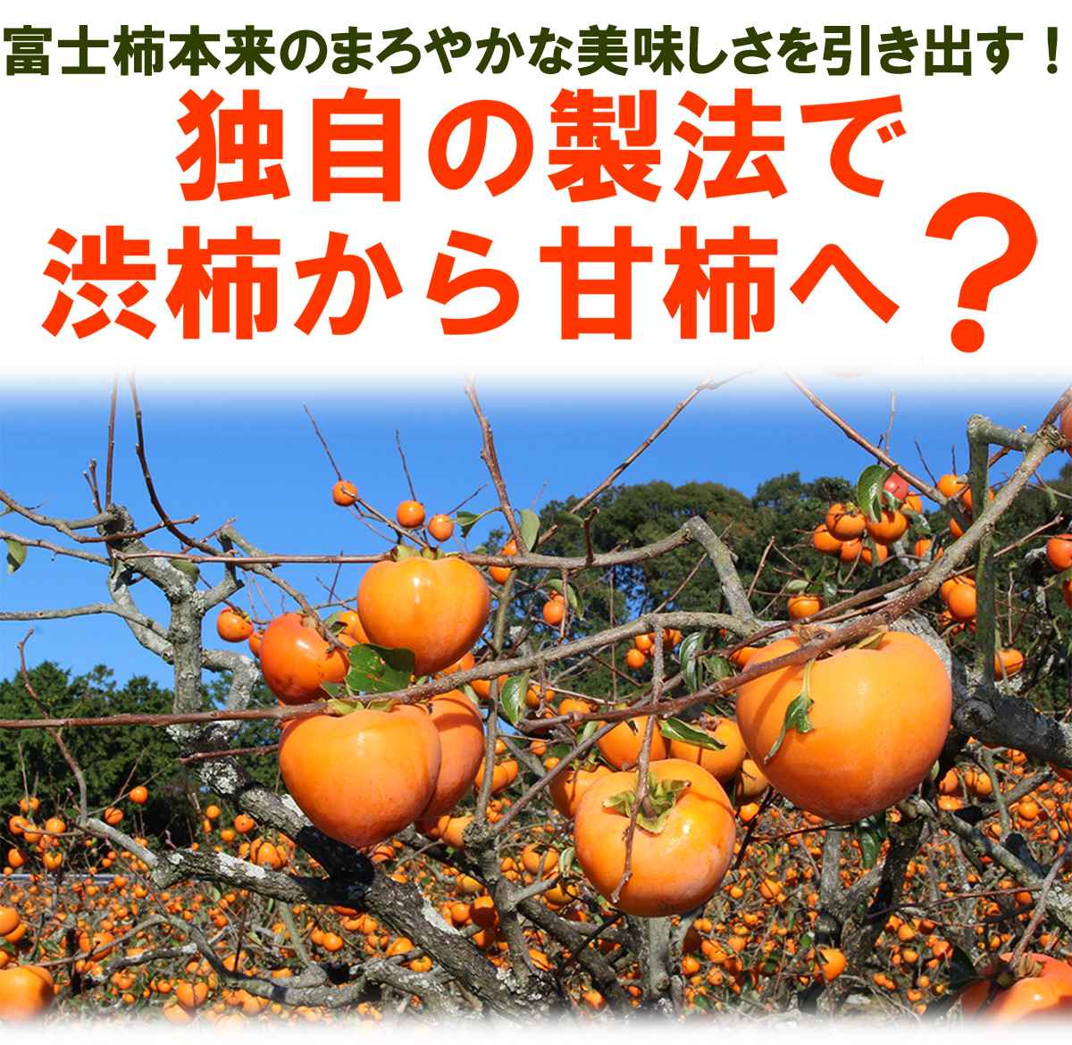 愛媛県産 富士柿（ふじかき）