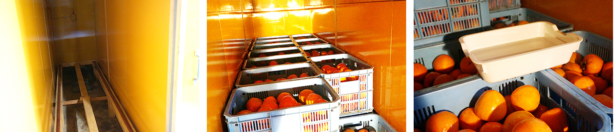 愛媛県産 富士柿（ふじかき）