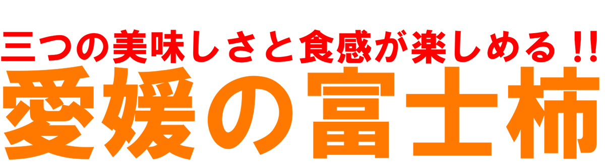 愛媛県産 富士柿（ふじかき）