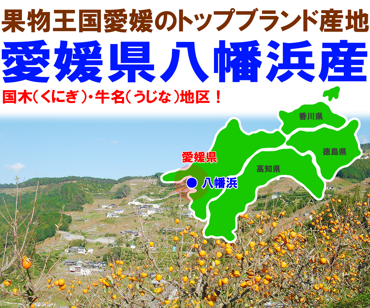 愛媛県産 富士柿（ふじかき）