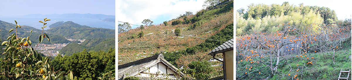愛媛県産 富士柿（ふじかき）