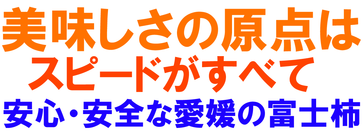 愛媛県産 富士柿（ふじかき）