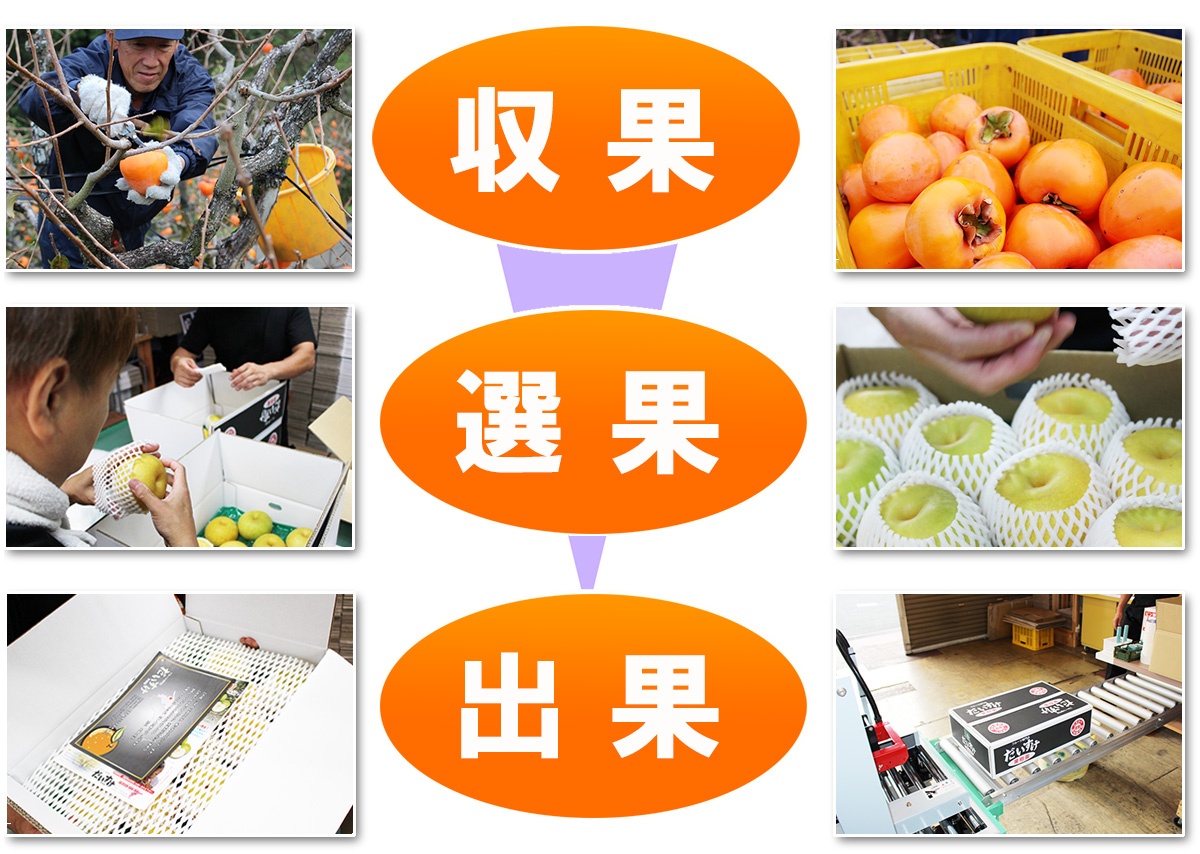 愛媛県産 富士柿（ふじかき）