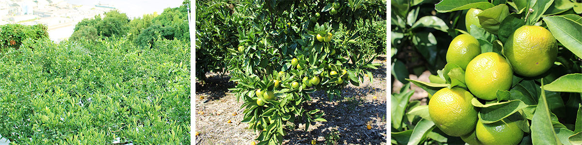 愛媛だいすけ果樹園 あおぎりみかん