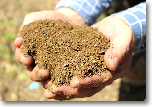 愛媛だいすけ果樹園 極早生みかん（ごくわせ）