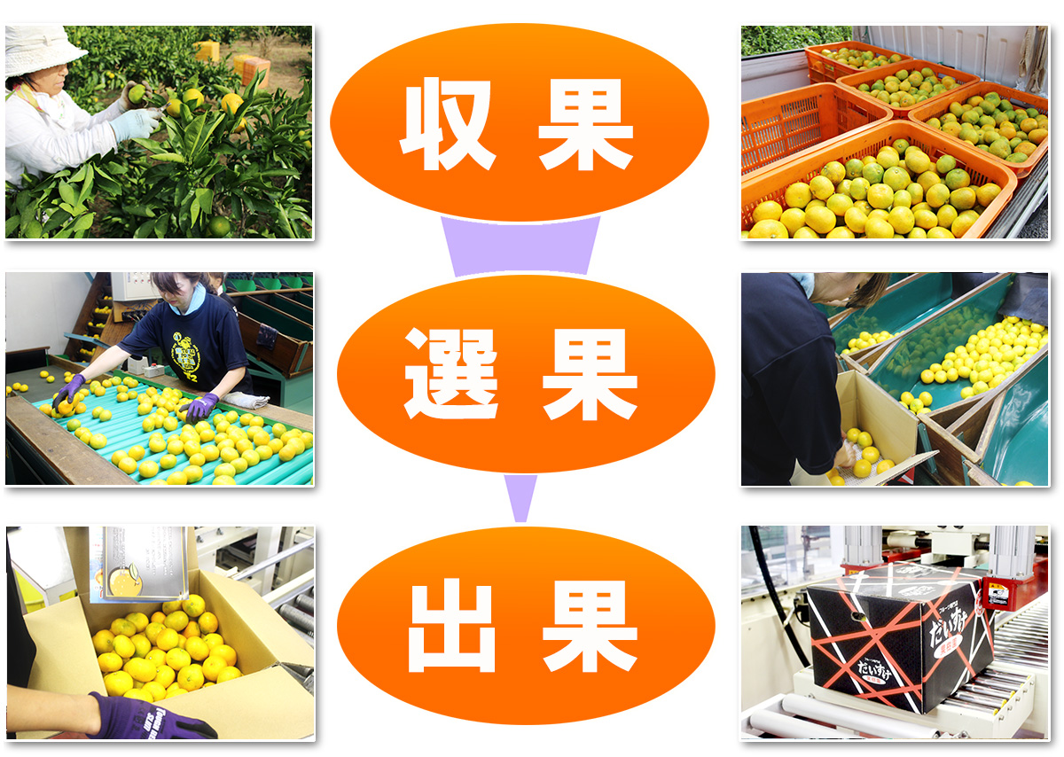 愛媛だいすけ果樹園 あおぎりみかん