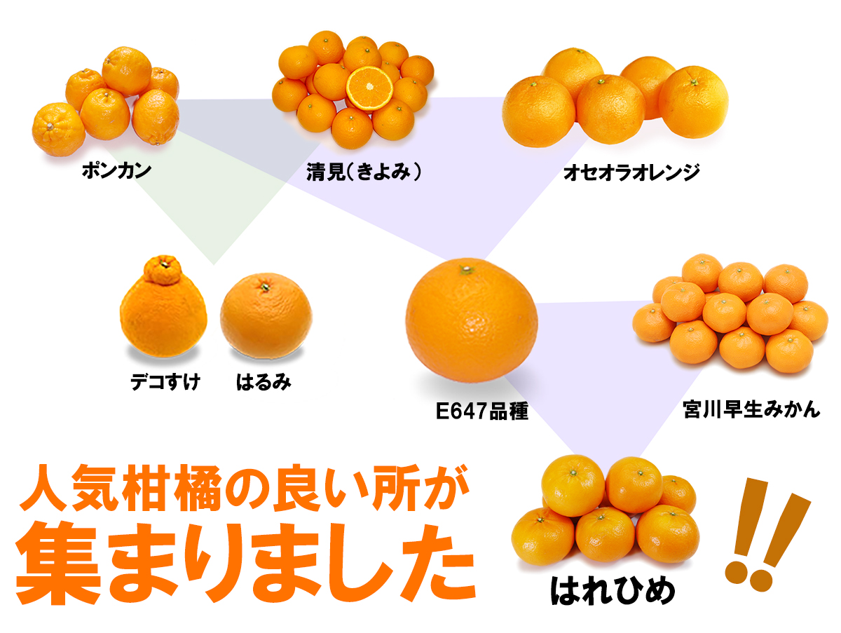 愛媛県産　はれひめ