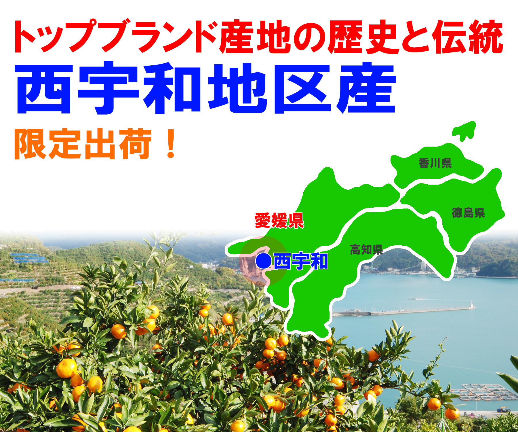 愛媛県産　はれひめ