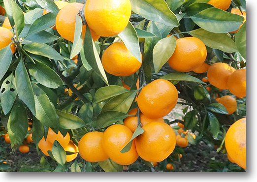 愛媛県産　はれひめ