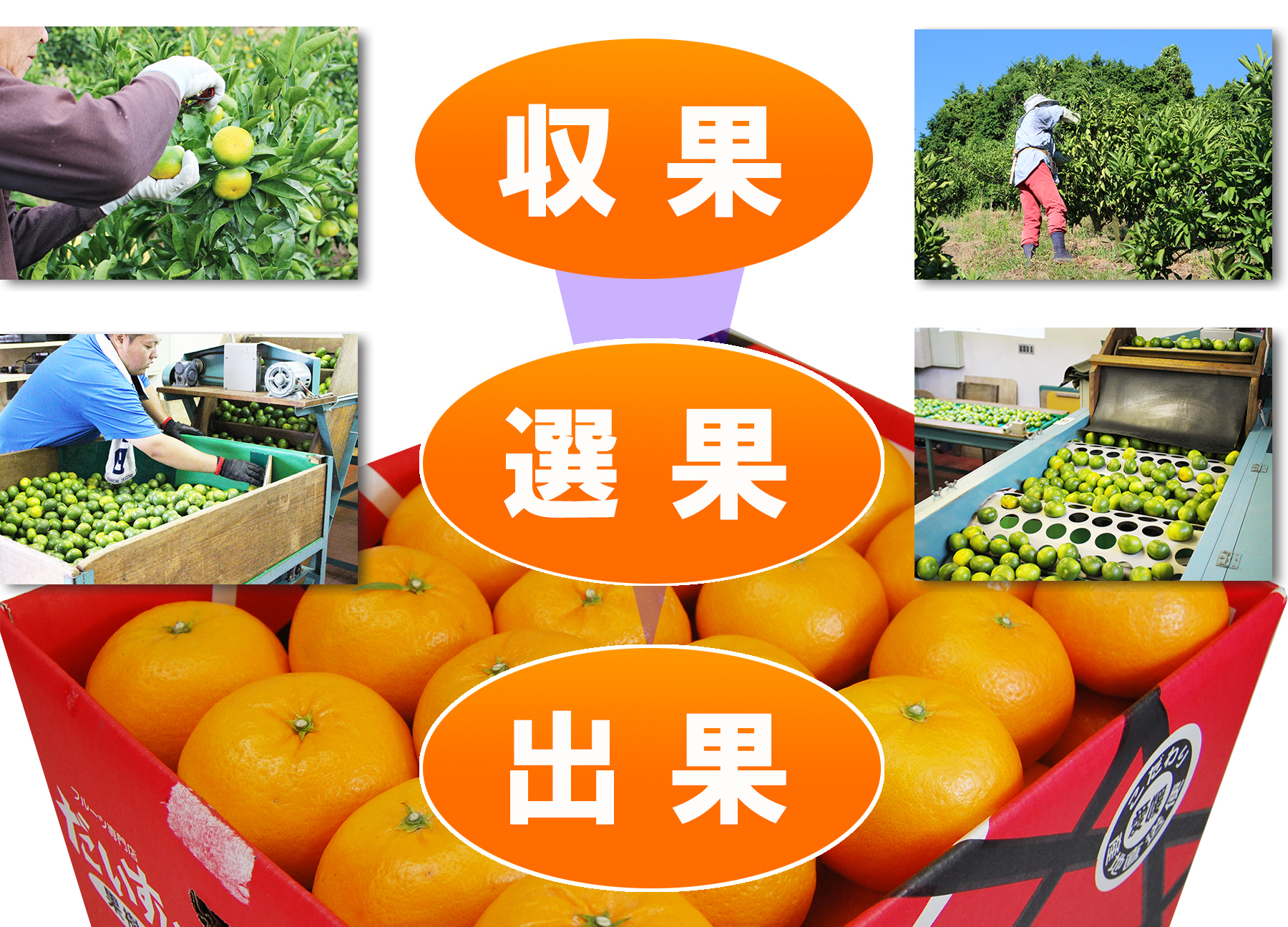 愛媛県産　はれひめ