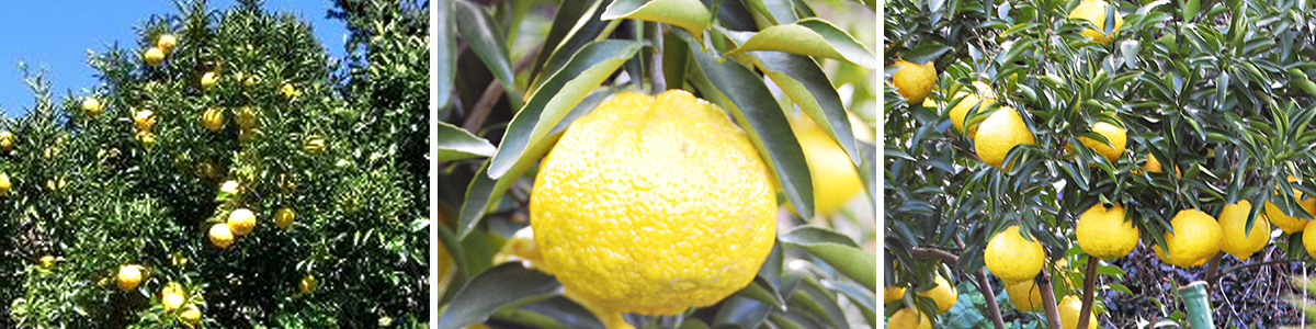 愛媛県産　はるか