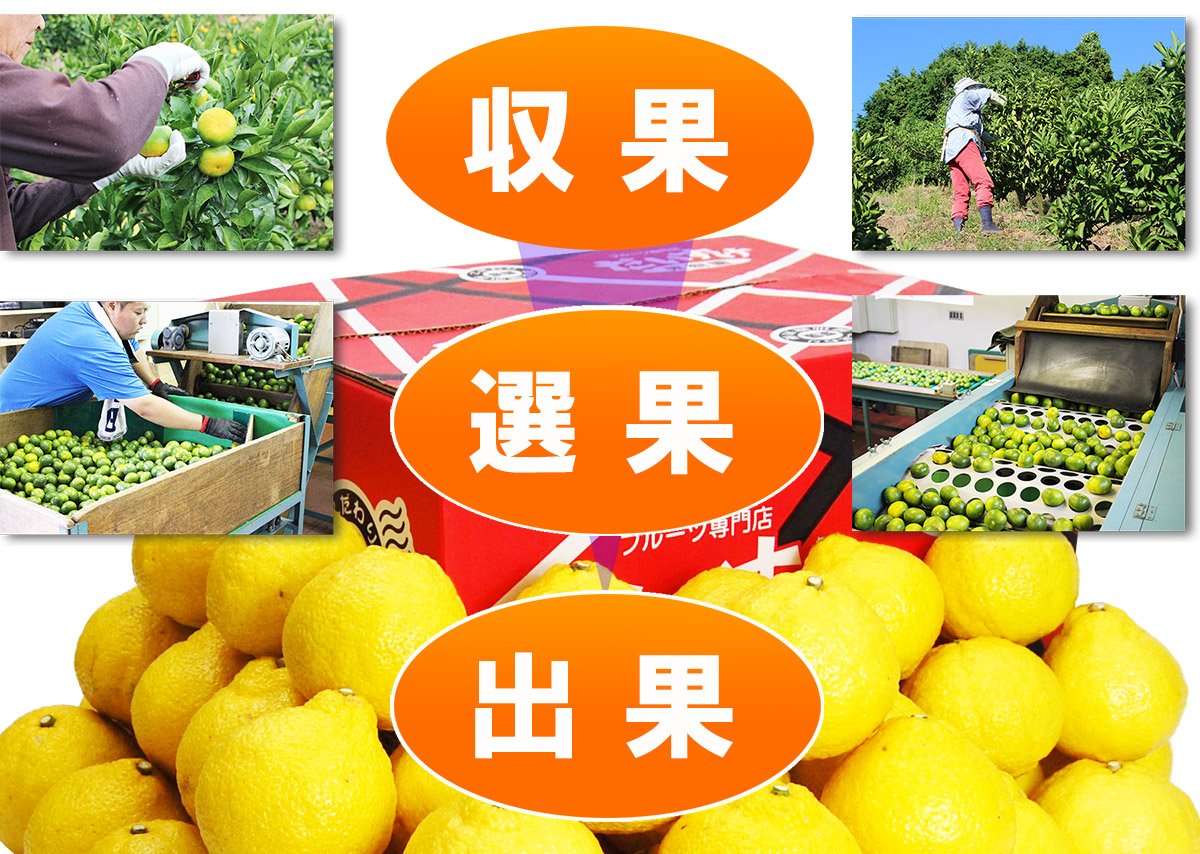 愛媛県産　はるか