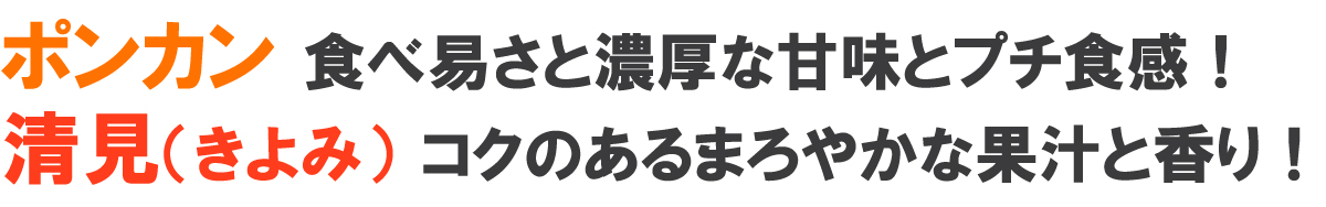 愛媛県産　はるみ