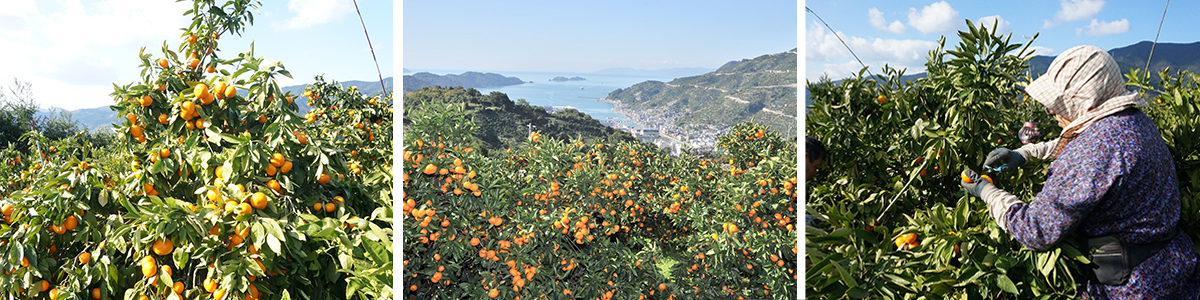 愛媛県産　はるみ