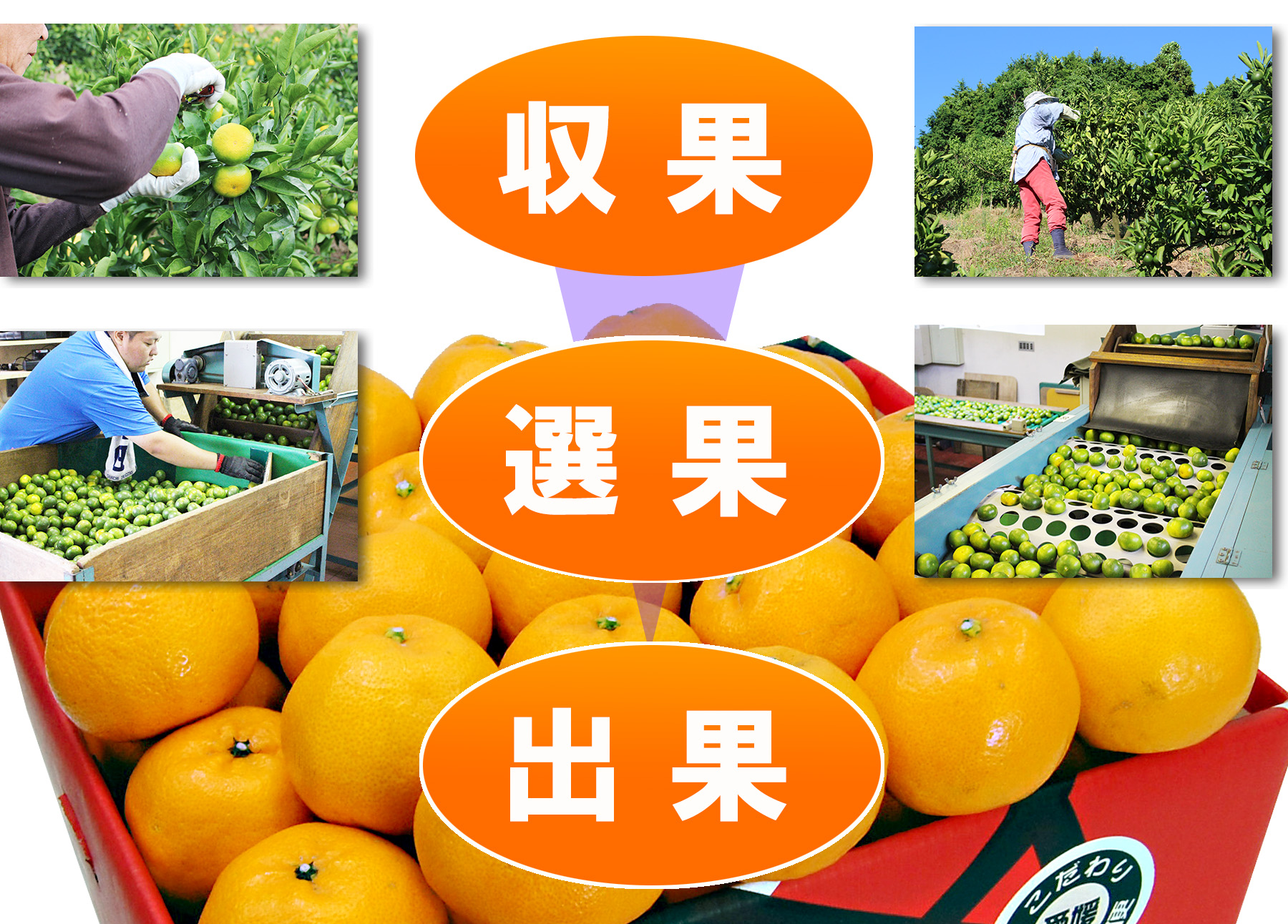 愛媛県産　はるみ