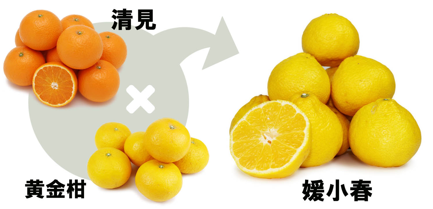 愛媛県産　媛小春（ひめこはる）