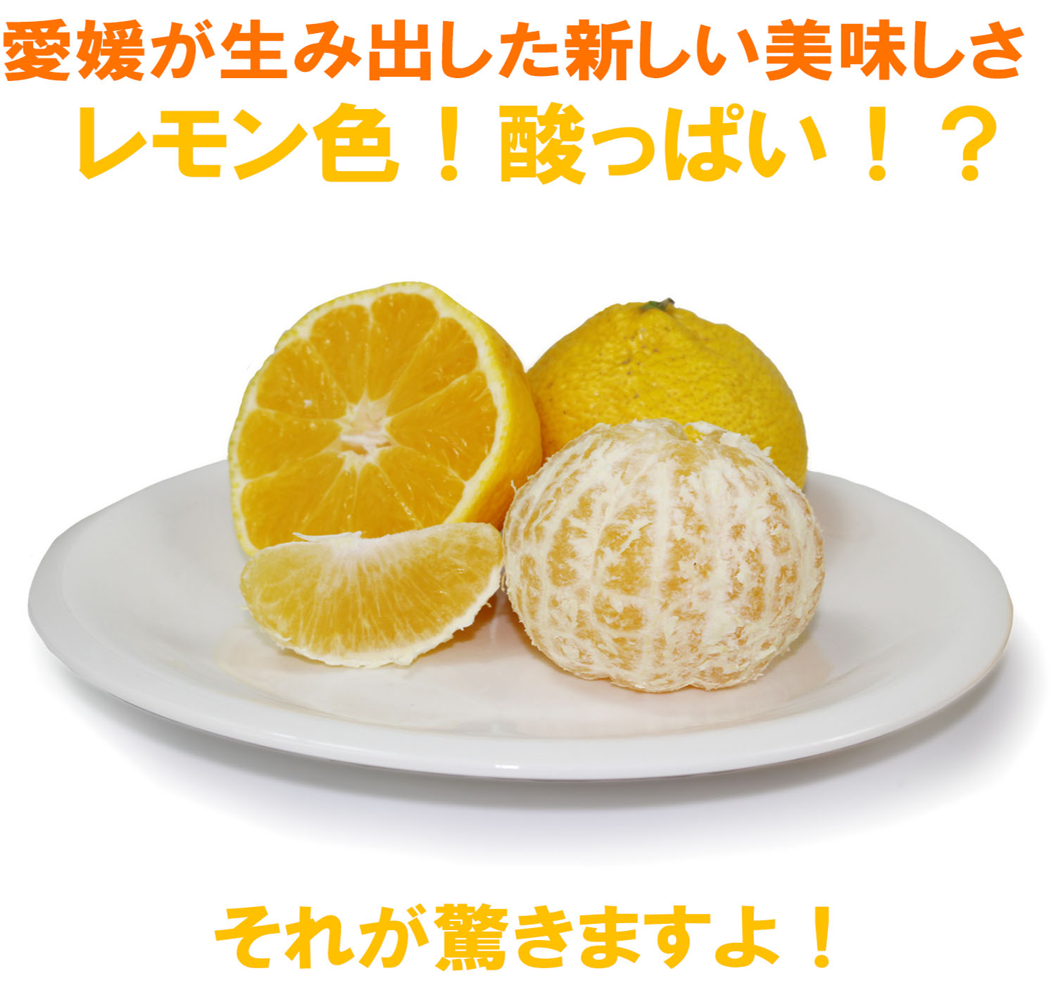 愛媛県産　媛小春（ひめこはる）