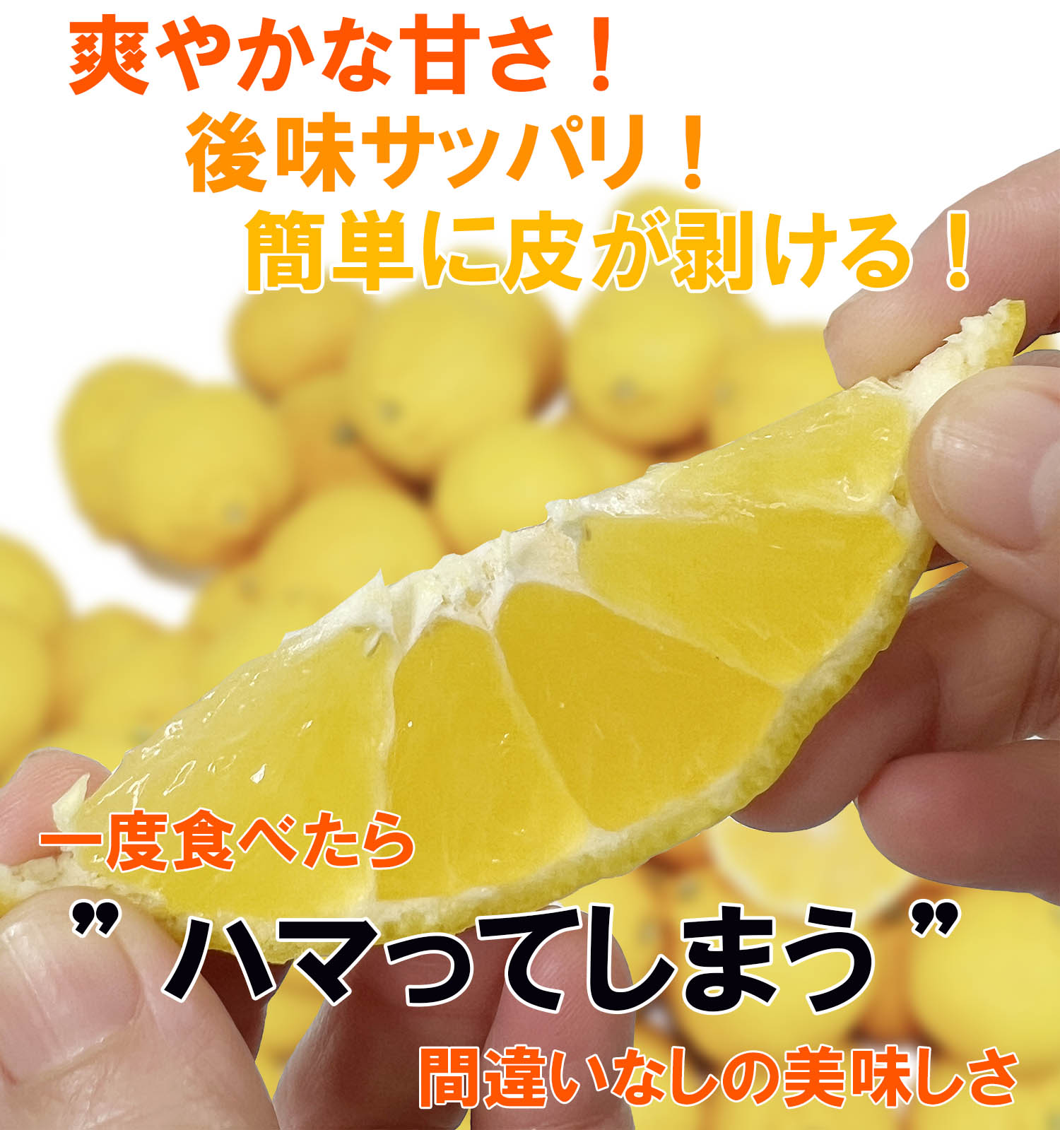 愛媛県産　媛小春（ひめこはる）