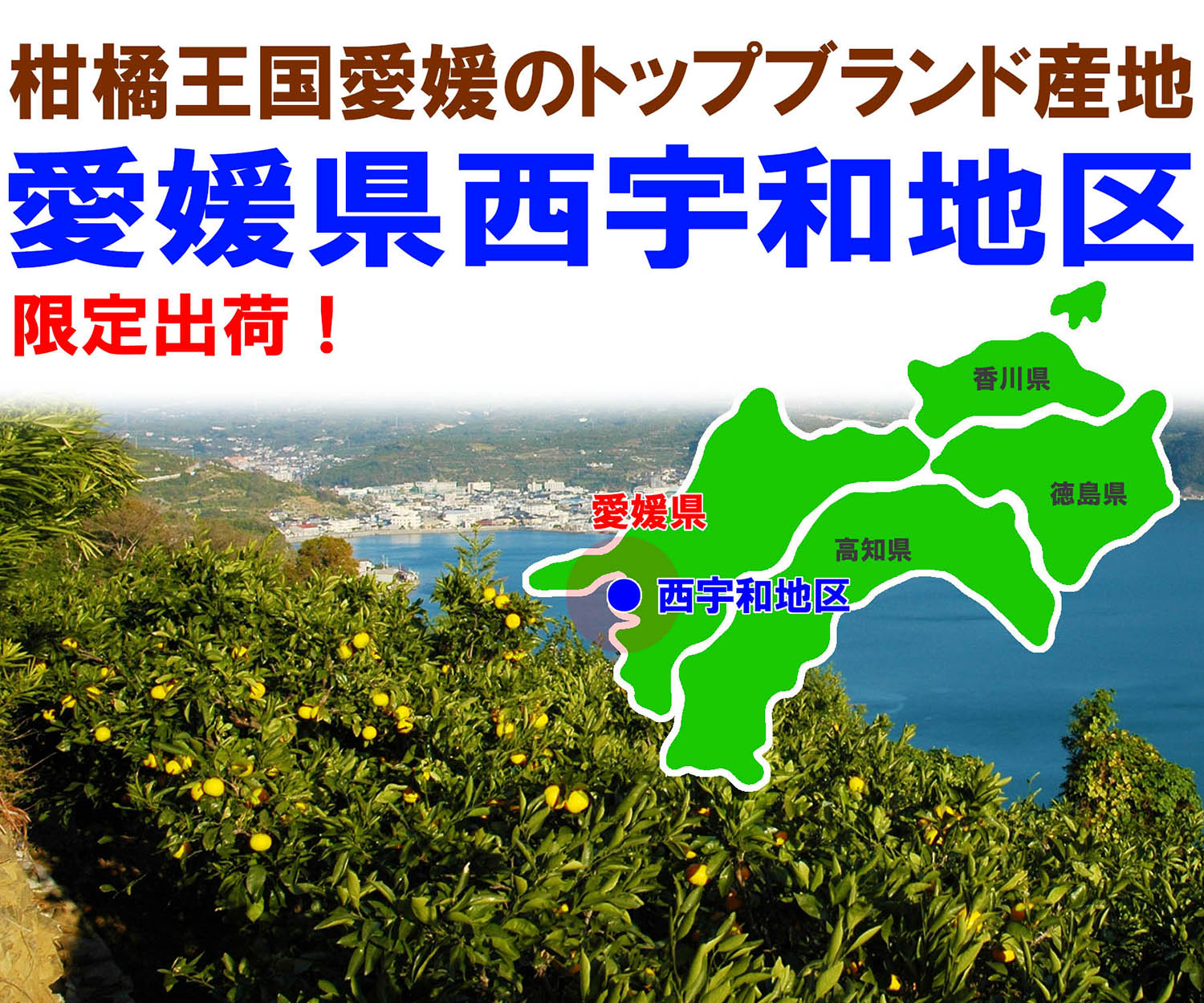 愛媛県産　媛小春（ひめこはる）