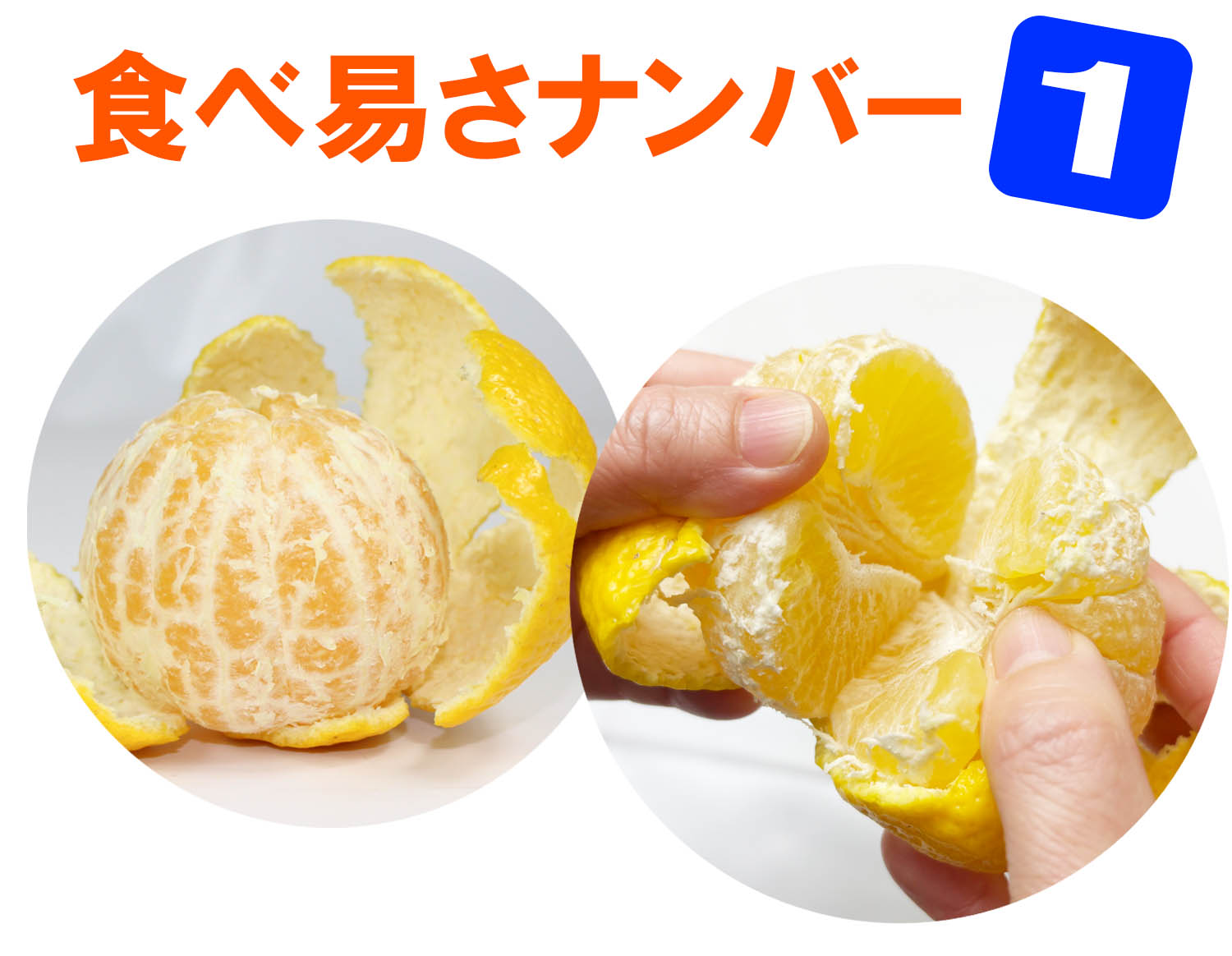 愛媛県産　媛小春（ひめこはる）