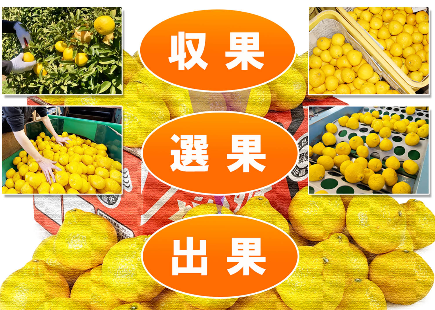 愛媛県産　媛小春（ひめこはる）