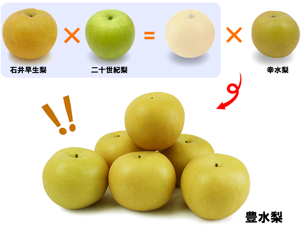 愛媛県産 豊水梨（ほうすいなし）