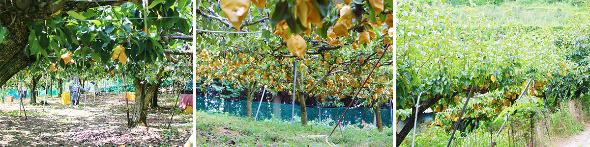 愛媛県産 豊水梨（ほうすいなし）