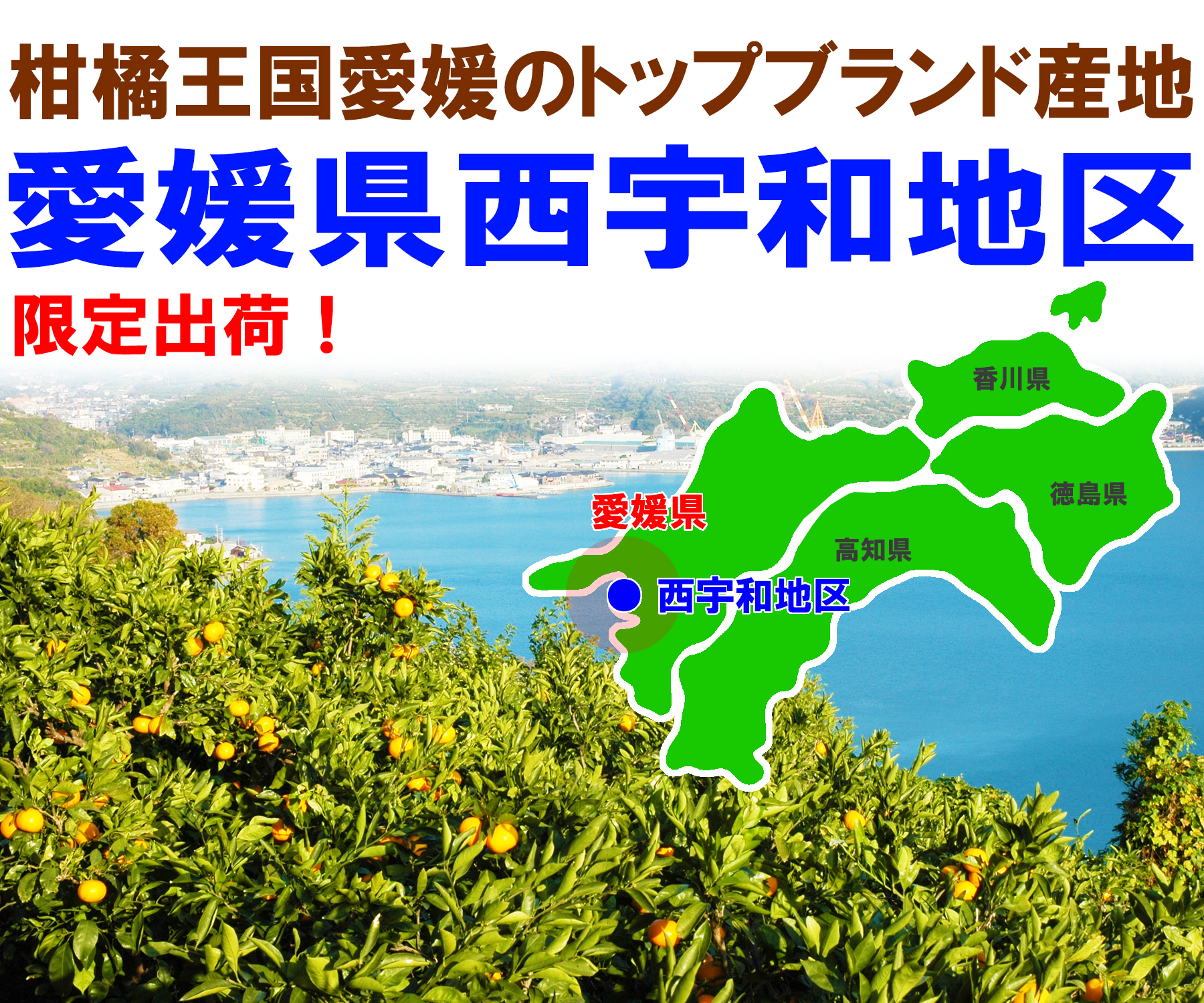 愛媛県産 みやうちいよかん