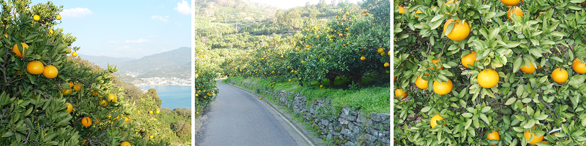 愛媛県産 みやうちいよかん