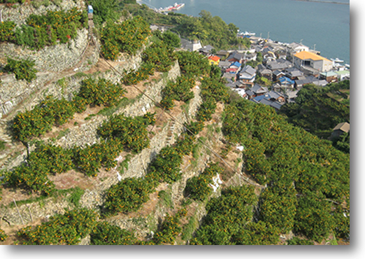 愛媛県産 みやうちいよかん